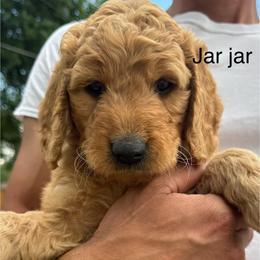 Jar Jar - Apricot male Goldendoodle puppy in Golden, Colorado from Golden Mesa Doodles
