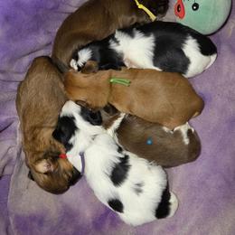 Shih Tzu puppies from RVK Bulldogs & Shih-Tzus