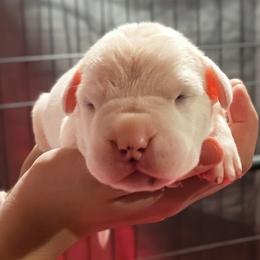 Girl 1 - White female Dogo Argentino puppy in Morgan Hill, Pennsylvania from De la Fuerza De Dios