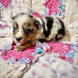 Blue male - Blue merle male Miniature Australian Shepherd puppy in Lemon Cove, California from Magic Ranch Mini Aussies