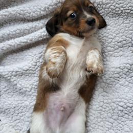 Bruno - Piebald male Dachshund puppy in Geneva, Florida from TGIF Doxies