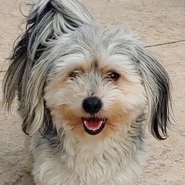 Corby - Coton de Tulear