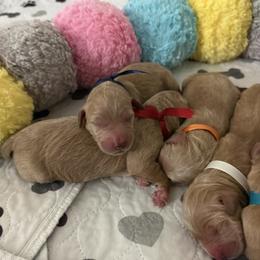 Goldendoodle puppies from Jasperdoodle.com