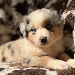 Maple Latte - Blue merle female Australian Shepherd puppy in Wayne, West Virginia from Creek Side Aussies & Doodles