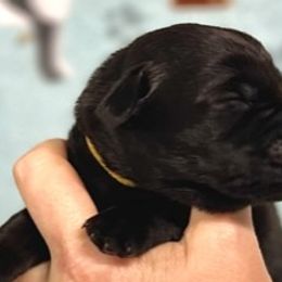 Sunshine - Black Labrador Retriever puppy in Sandpoint, Idaho from Allen Sunnyside AKC Labs