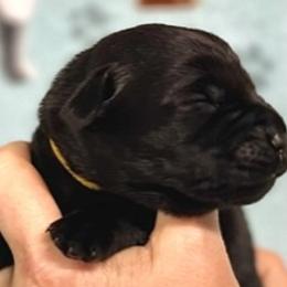Sunshine - Black Labrador Retriever puppy in Sandpoint, Idaho from Allen Sunnyside AKC Labs