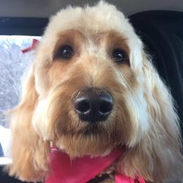 Loki - Goldendoodle