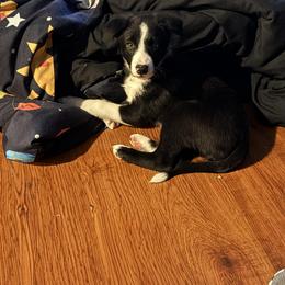 American Corgi and Border Collie Puppies from Duncan's Border Collies and Corgis