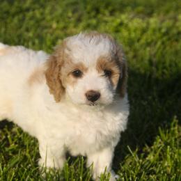 Australian Shepherd, Goldendoodle, and Poodle Puppies from 5AFarms