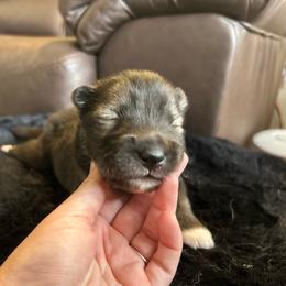Blue - Sable and white male Siberian Husky puppy in Virginia Beach, Virginia from Fly Siberian