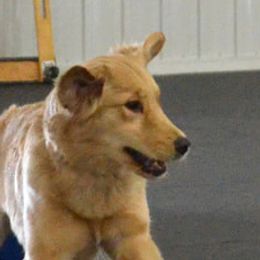 Brook - Golden Retriever