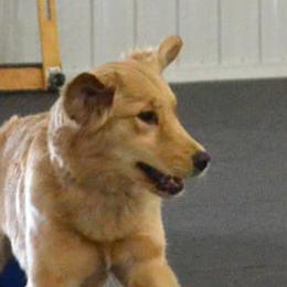 Brook - Golden Retriever