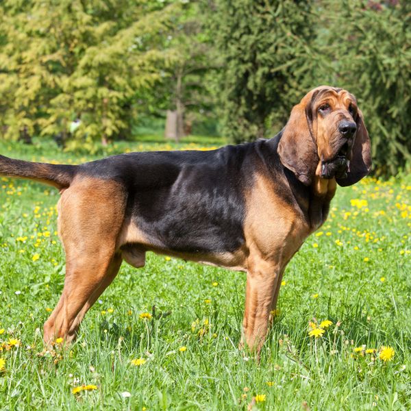 Bloodhound