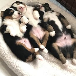 Harvest Wind Mini Americans breeder of Miniature American Shepherd