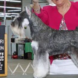 Murdock - Miniature Schnauzer