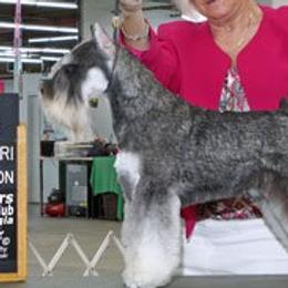 Murdock - Miniature Schnauzer