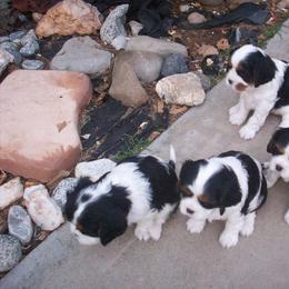 Kelton Cavaliers  breeder of Cavalier King Charles Spaniel