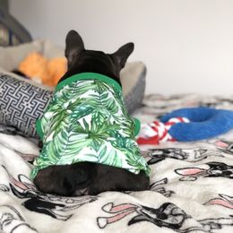 French Bulldog Puppies from Bouledogue Royal