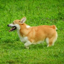 Wilma - Pembroke Welsh Corgi