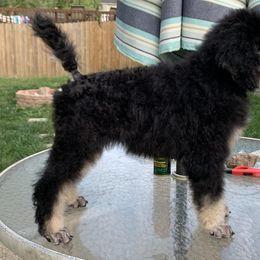 Poodle Puppies from Cosmic Caliber Standard Poodles