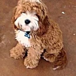 Cockapoo All Grown Up from Desert Cockapoos