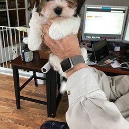 Havanese Puppies from Heartfelt Havanese