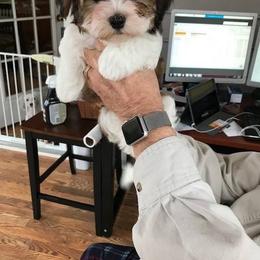 Havanese Puppies from Heartfelt Havanese