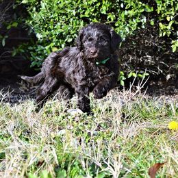 Australian Labradoodle Puppies from Prestige Australian Labradoodles