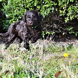 Australian Labradoodle Puppies from Prestige Australian Labradoodles