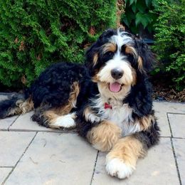 Bernedoodles of Kansas breeder of Bernedoodle