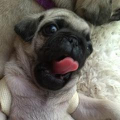 Pug Puppies from Sweetie Pie Pugs