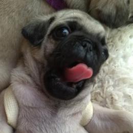 Pug Puppies from Sweetie Pie Pugs