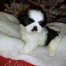 Shih Tzu Puppies from Margorie Howe