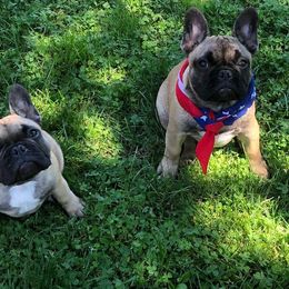 French Bulldog Puppies from Creme De La Creme French Bulldogs