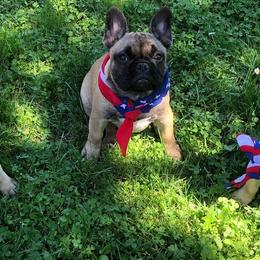 French Bulldog Puppies from Creme De La Creme French Bulldogs