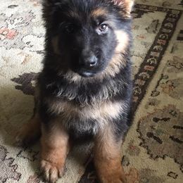 German Shepherd Puppies from Four Leaf Farm- Vom Vierblättriges Bauernhof
