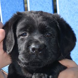 Labrador Retriever adult dog