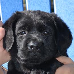 Labrador Retriever adult dog
