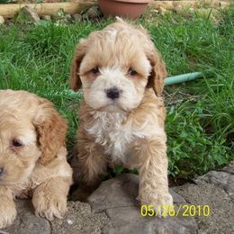 MoonShine Babies Cockapoos and Doodles  breeder of Goldendoodle, Cockapoo