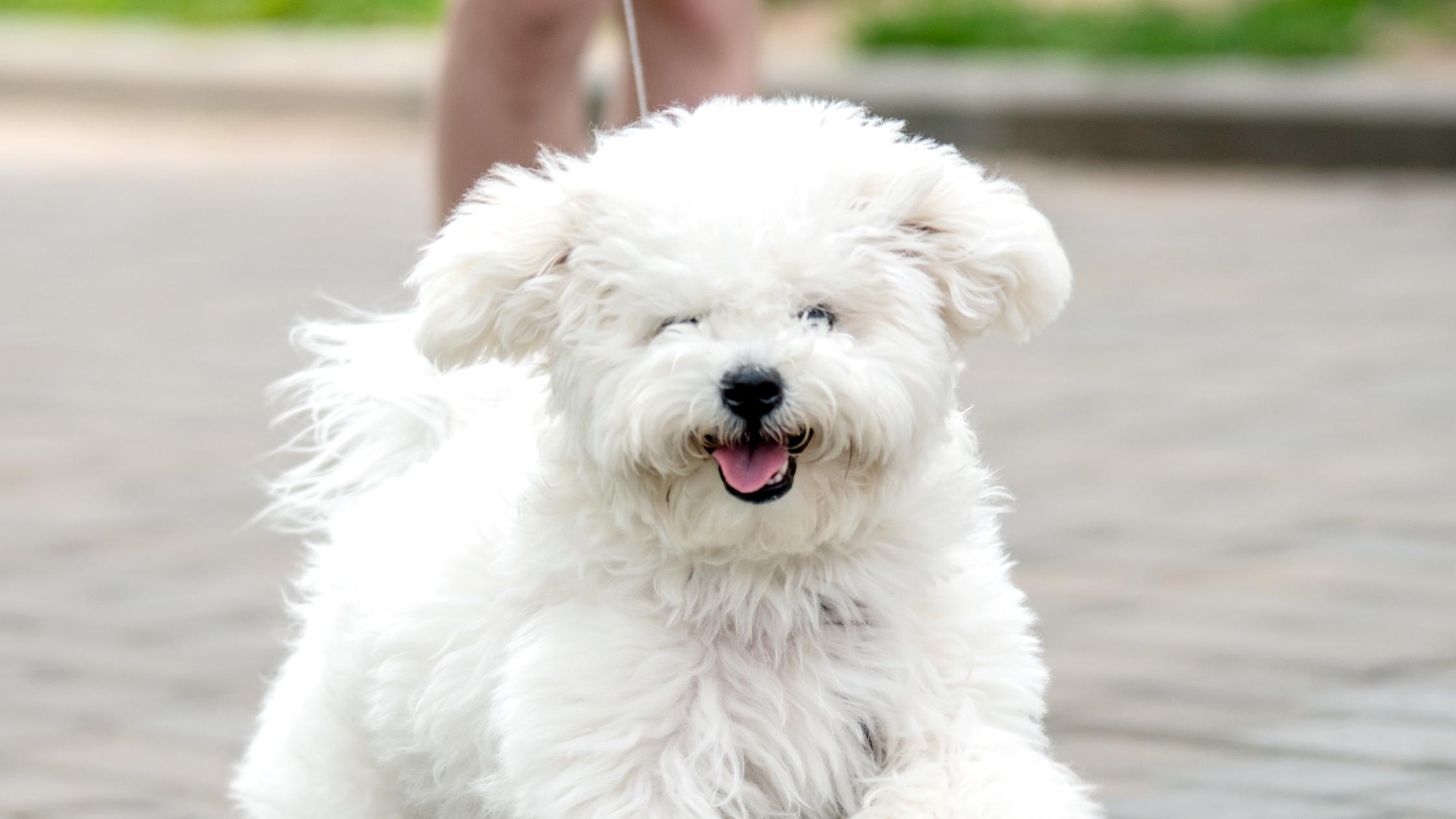25 cute Bichon Frise puppies for sale in Pennsylvania | Good Dog