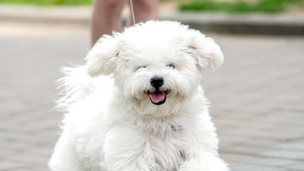 Find Bichon Frise puppies for sale near Grand Rapids, MI