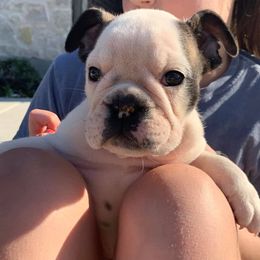 French Bulldog Puppies from Ballpark Bulldogs
