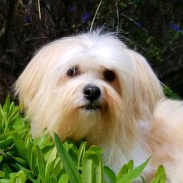 Havanese adult dog