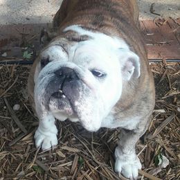 Bulldog All Grown Up from Artemis Bulldogs