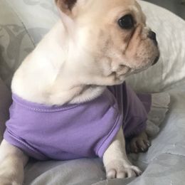 French Bulldog Puppies from Bouledogue Royal