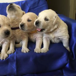 Golden Retriever Puppies from Benjamin Irving Goldens