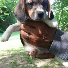 Beagle and Soft Coated Wheaten Terrier Puppies from Blueprint Beagles