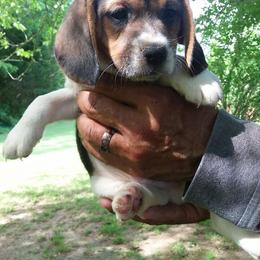 Beagle and Soft Coated Wheaten Terrier Puppies from Blueprint Beagles