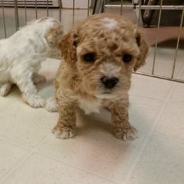 Cockapoo Puppies from Maranatha Cockapoos