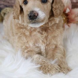 Goldendoodle Puppies from Sunkissed Doodles